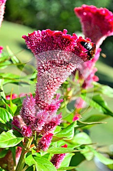 Flowers with Bee.