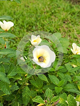 Flowers and a bee doing mutualistic relationship photo