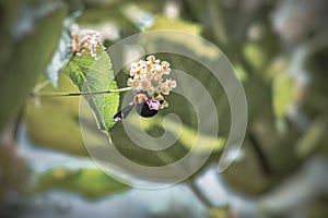 Flowers bee photographe