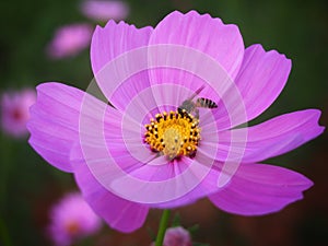 Flowers and bees