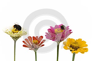 Kvety a včely 