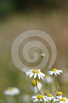 Flowers and bees and butterlfy medows