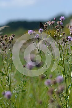 Flowers and bees and butterlfy medows