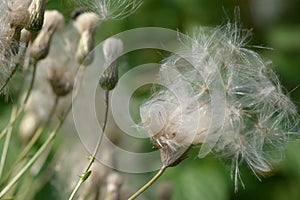 Flowers and bees and butterlfy medows