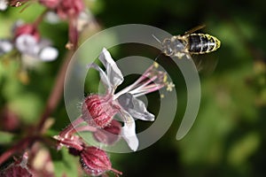 Flowers and the bees