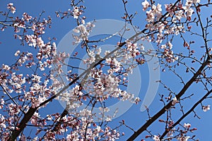 Flowers Begin to Bloom on a Cherry Blossom Tree in Minneapolis