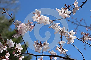 Flowers Begin to Bloom on a Cherry Blossom Tree in Minneapolis