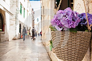 Flowers at the beginning of spring in the alleys of the old town of Dubrovnik