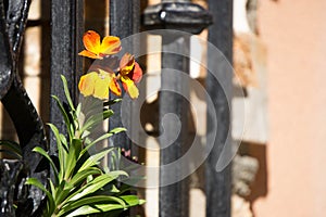 Flowers behind bars