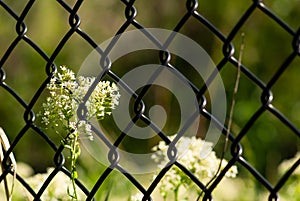 Flowers Behind Chain Link Fence