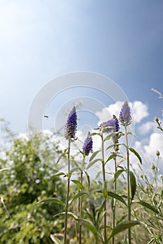 Flowers being polinated