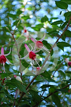 Flowers From Below