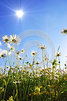 Flowers from below