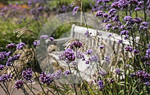 Flowers and a bench in the garden.