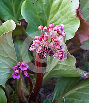 Flowers of Bergenia crassifolia, healing plant growing in the garden