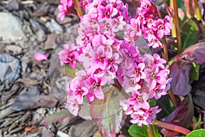 Flowers of Bergenia crassifolia heartleaf bergenia photo