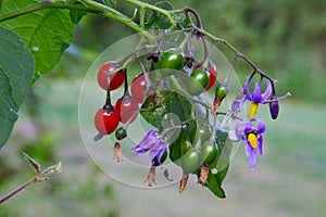 Flowers and berries of Bittersweet photo