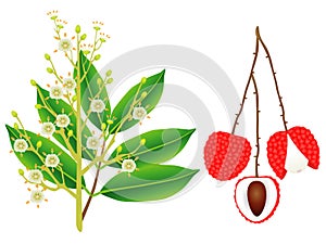 Flowers and berries lychee isolated on white background. photo