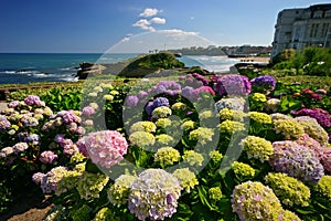 Flowers From Biarritz photo