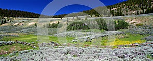 Flowers in the Bighorn National Forest