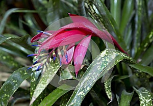 Flowers Billbergia drooping or Tears of the Queen