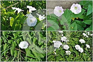 Flowers, bindweed, set photo