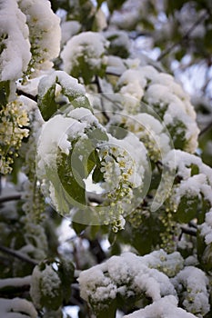 Flowers of bird cherry with snow.