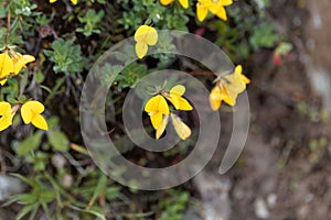 Flowers of a bird`s-foot trefoil Lotus alpinus