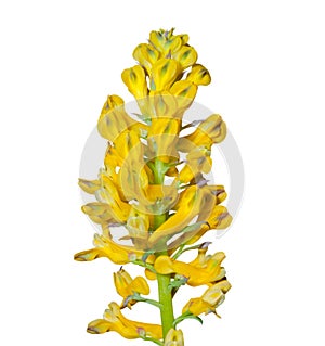 Flowers of birthwort 13