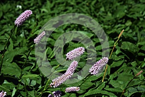 Flowers of Bistorta Officinalis in the garden.