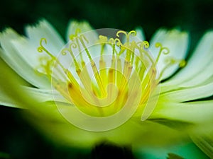 The flowers of bitter lettuce are so beautiful