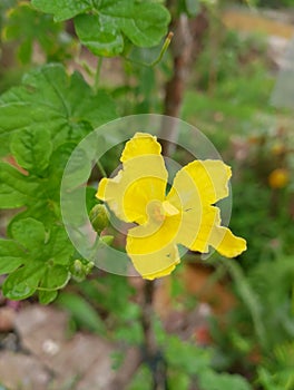 Flowers from the bitter melon plant, in Rubia hamlet, Anjangg sub-district, Indonesia photo