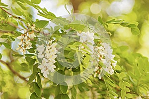 Flowers of black locust, blossoming acacia tree with flowers, sunny bokeh glare in summer day