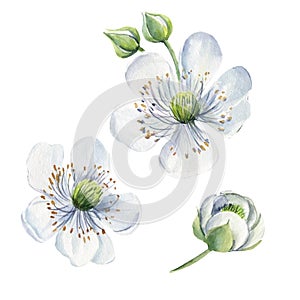 Flowers of blackberry on a branch, isolated white background. Watercolor botanical illustration, Floral design elements