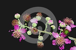 Flowers of blackberry plant
