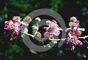 Flowers of blackberry plant