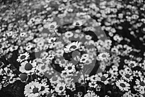 flowers, blackwhite, photo
