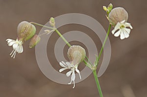 Flowers of bladder campion.