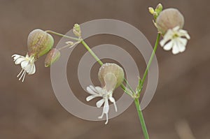 Flowers of bladder campion.