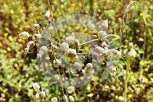 Flowers of bladder campion