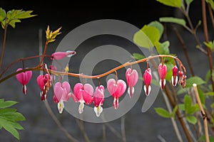 Flowers of Bleeding heart, Lamprocapnos spectabilis, Netherlands