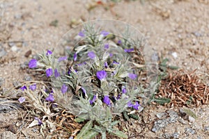 Flowers of Blepharis linariifolia