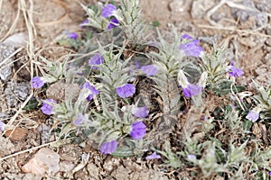 Flowers of Blepharis linariifolia