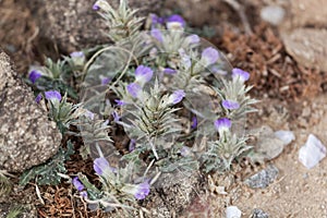 Flowers of Blepharis linariifolia