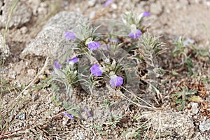 Flowers of Blepharis linariifolia