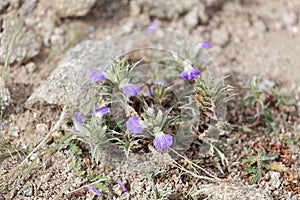 Flowers of Blepharis linariifolia