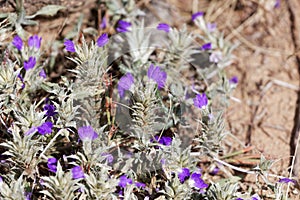 Flowers of Blepharis linariifolia