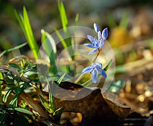 Flowers bllue two-leaf squill, Alpine-squill or scilla bifolia in forest in the meadow