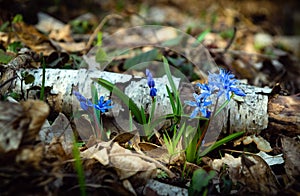 Flowers bllue two-leaf squill, Alpine-squill or scilla bifolia in forest in the meadow