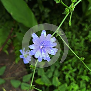 Flowers Bloming Blue Flora